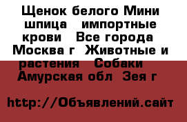 Щенок белого Мини шпица , импортные крови - Все города, Москва г. Животные и растения » Собаки   . Амурская обл.,Зея г.